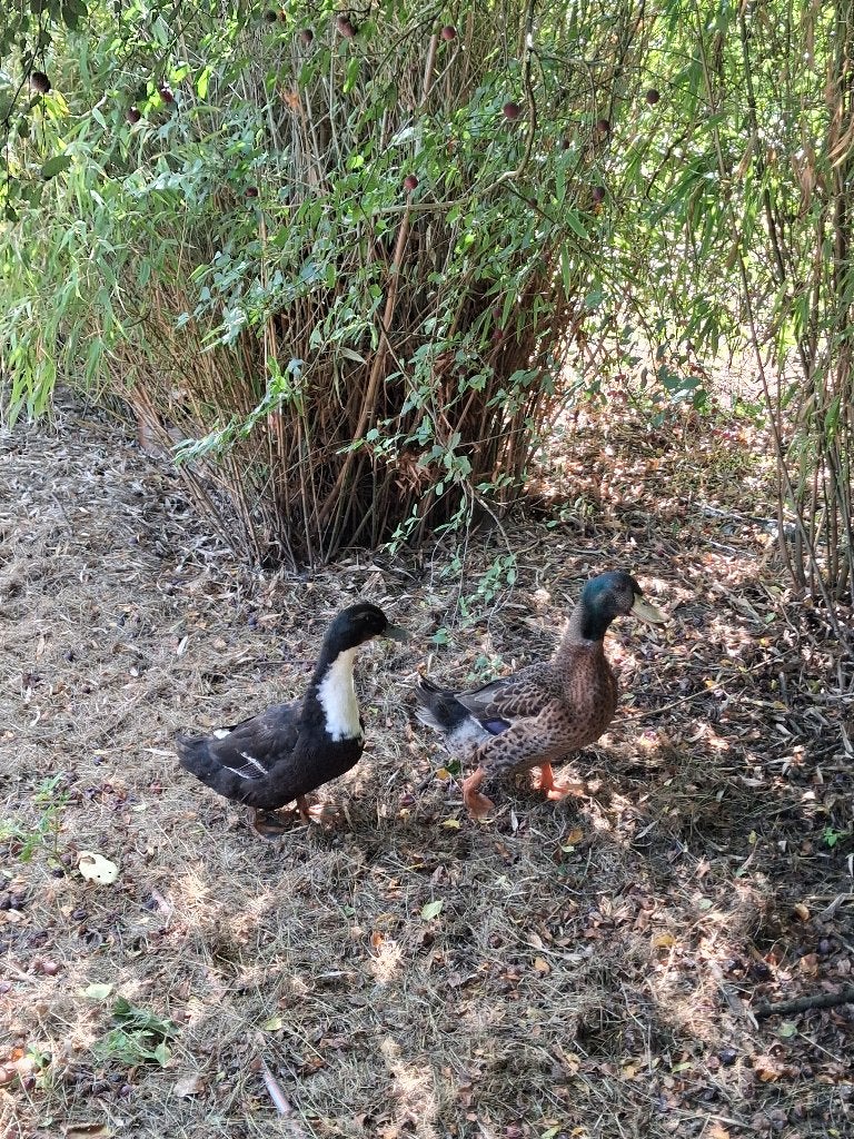 eenden, Meerdere dieren, Eend