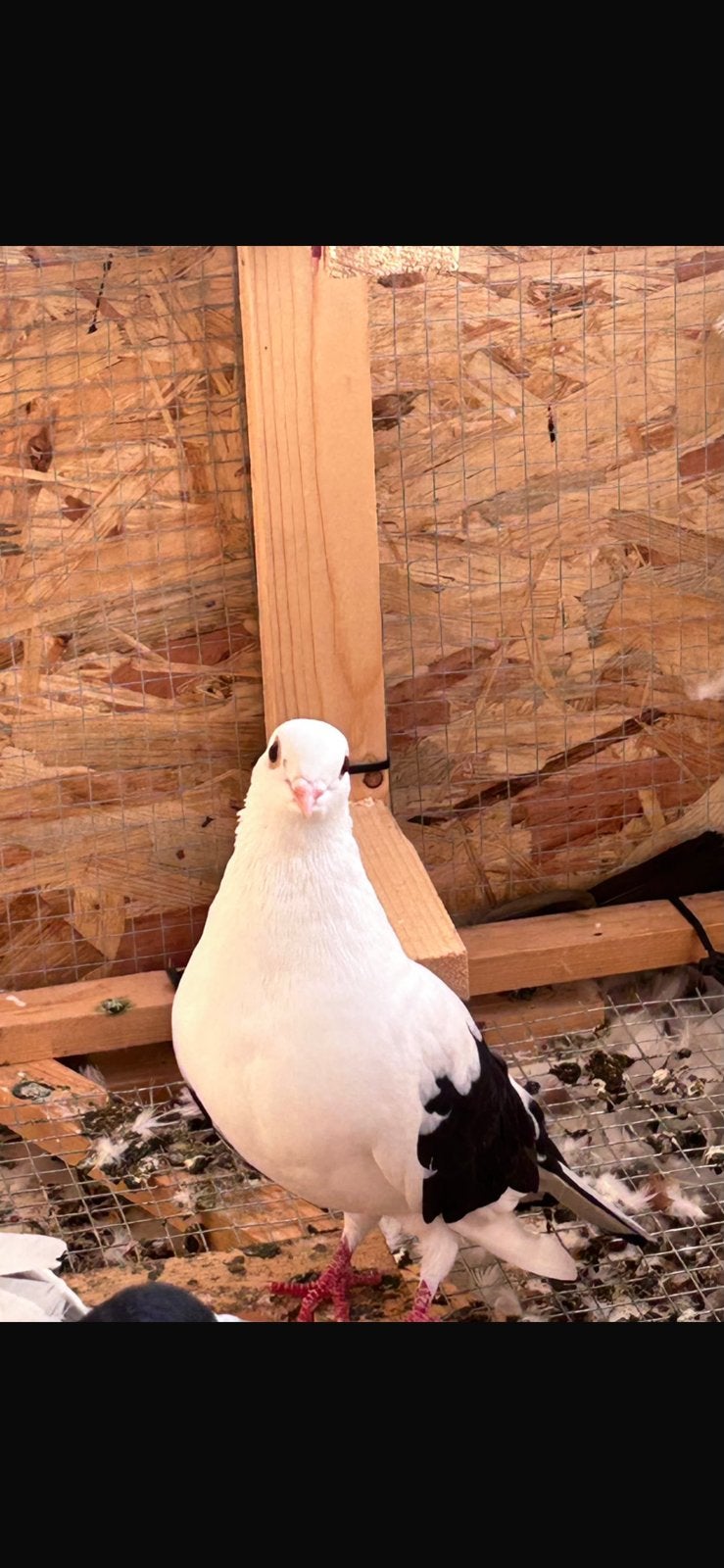 Een Duif gratis, Dieren en Toebehoren