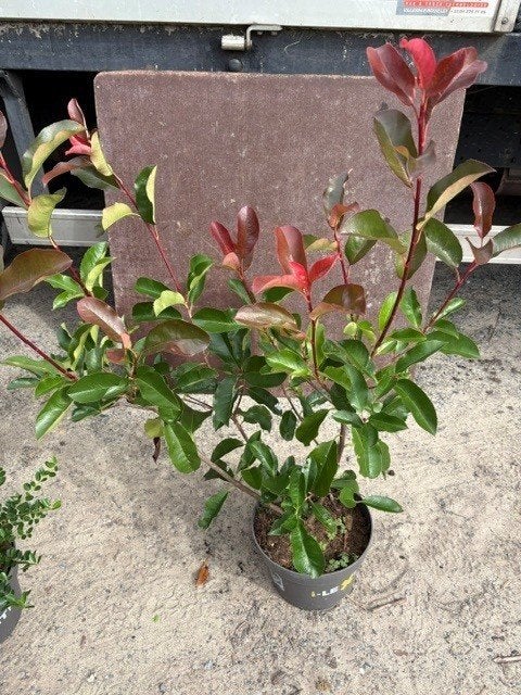 Photinea Red Robin 80/100 Pot 1.5L, Tuin en Terras, Ophalen, Overige soorten, Struik, Minder dan 100 cm