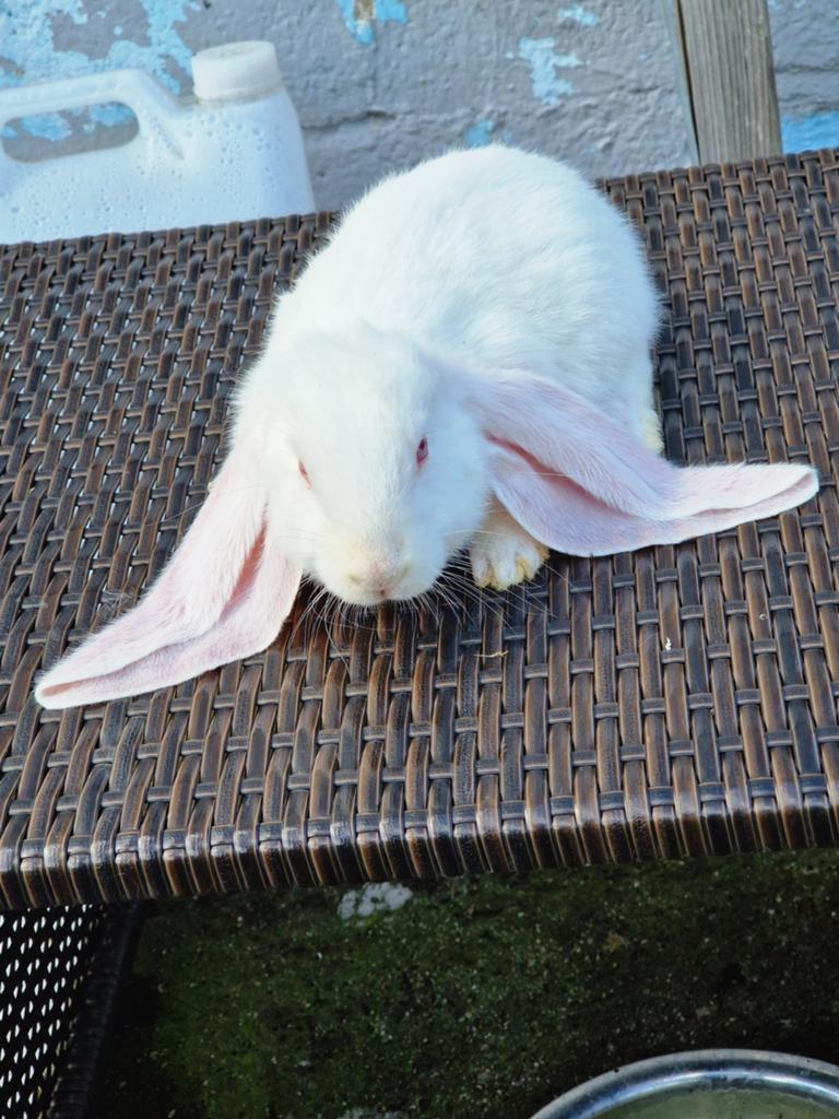 Bélier anglais, Animaux & Accessoires, Lapins, Mâle