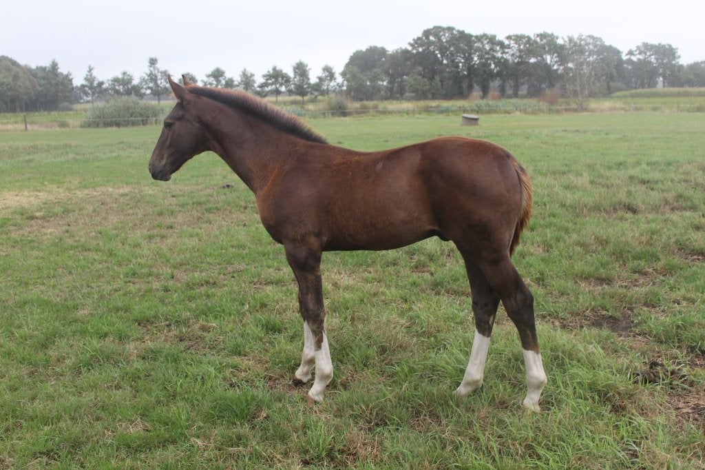 Colt de Tomème De Regor, Avec pedigree, 0 à 2 ans, Cheval de saut, Ne s'applique pas