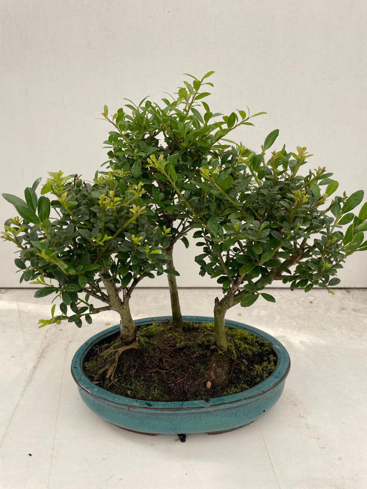 Ilex, Ophalen