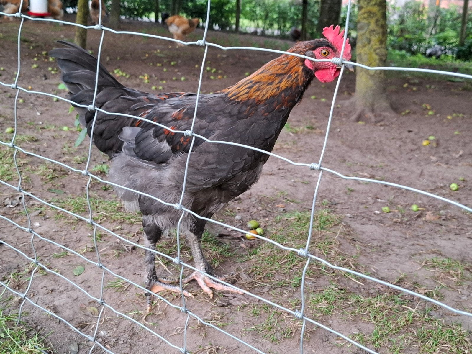 Marans haan blauw koper hals, Dieren en Toebehoren, Mannelijk, Kip