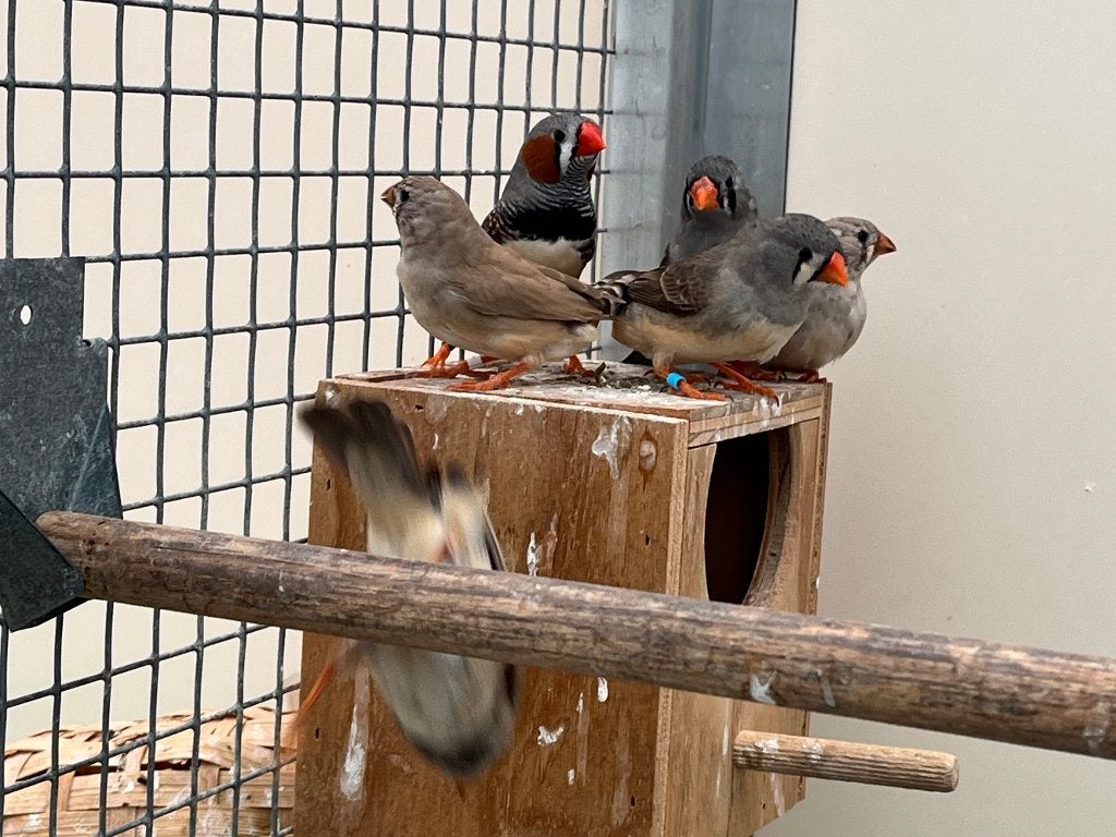 Jonge zebravinken., Dieren en Toebehoren, Vrouwelijk, Tropenvogel