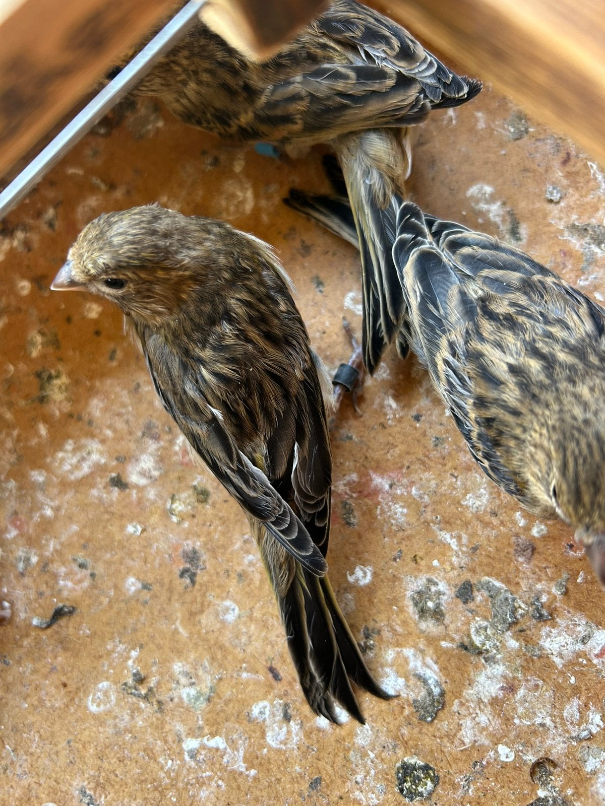 4 bruine kanaries uit portugese harlekijn bloedlijn 2026, Plusieurs animaux, Canari de couleur
