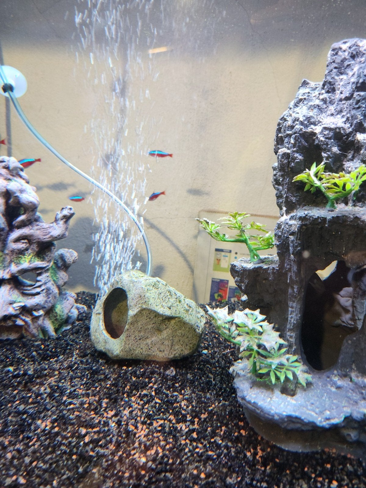 ongeveer 30 stuks aan vissen, Animaux & Accessoires