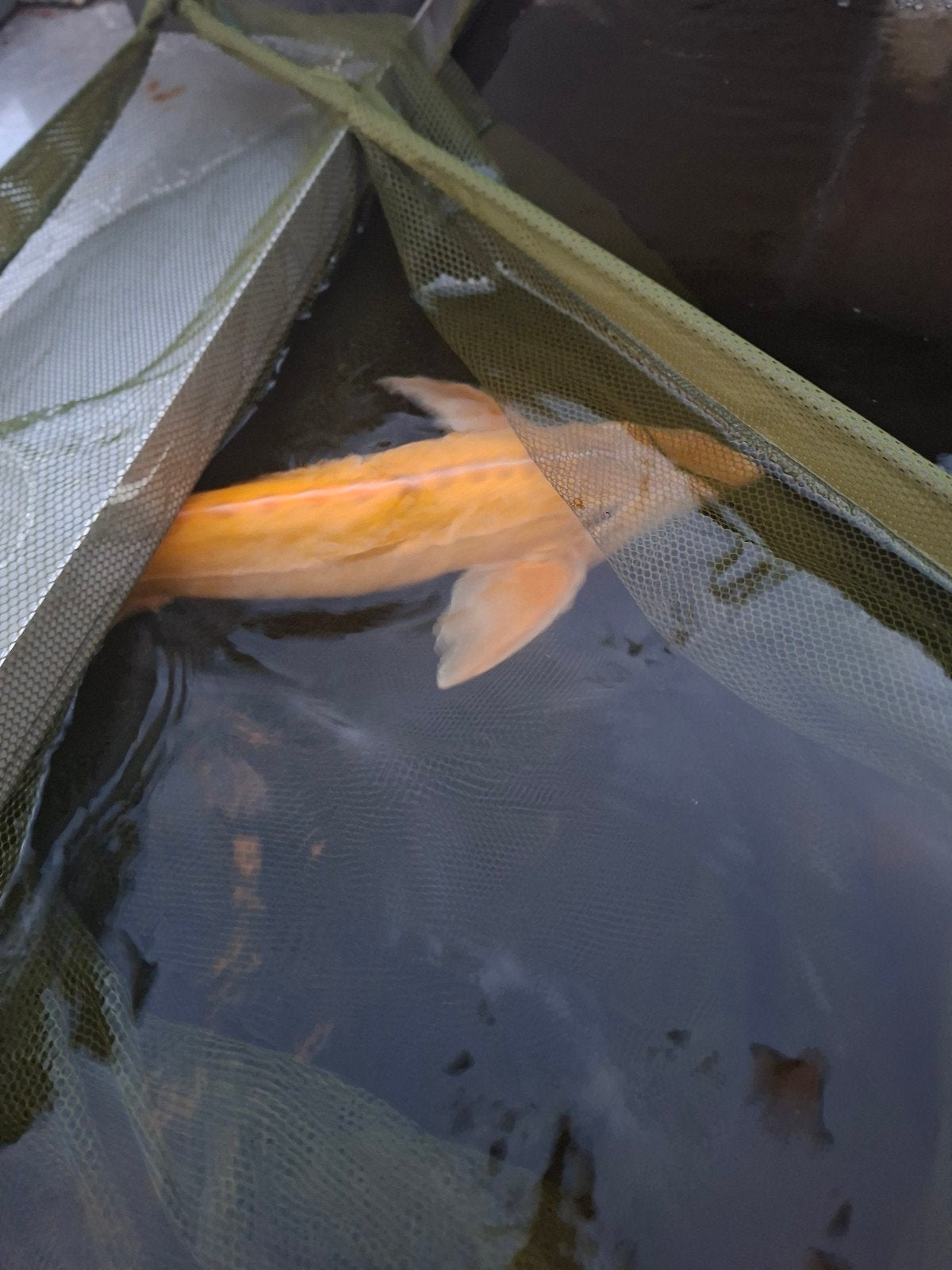 mooi albino steur, Dieren en Toebehoren, Steur