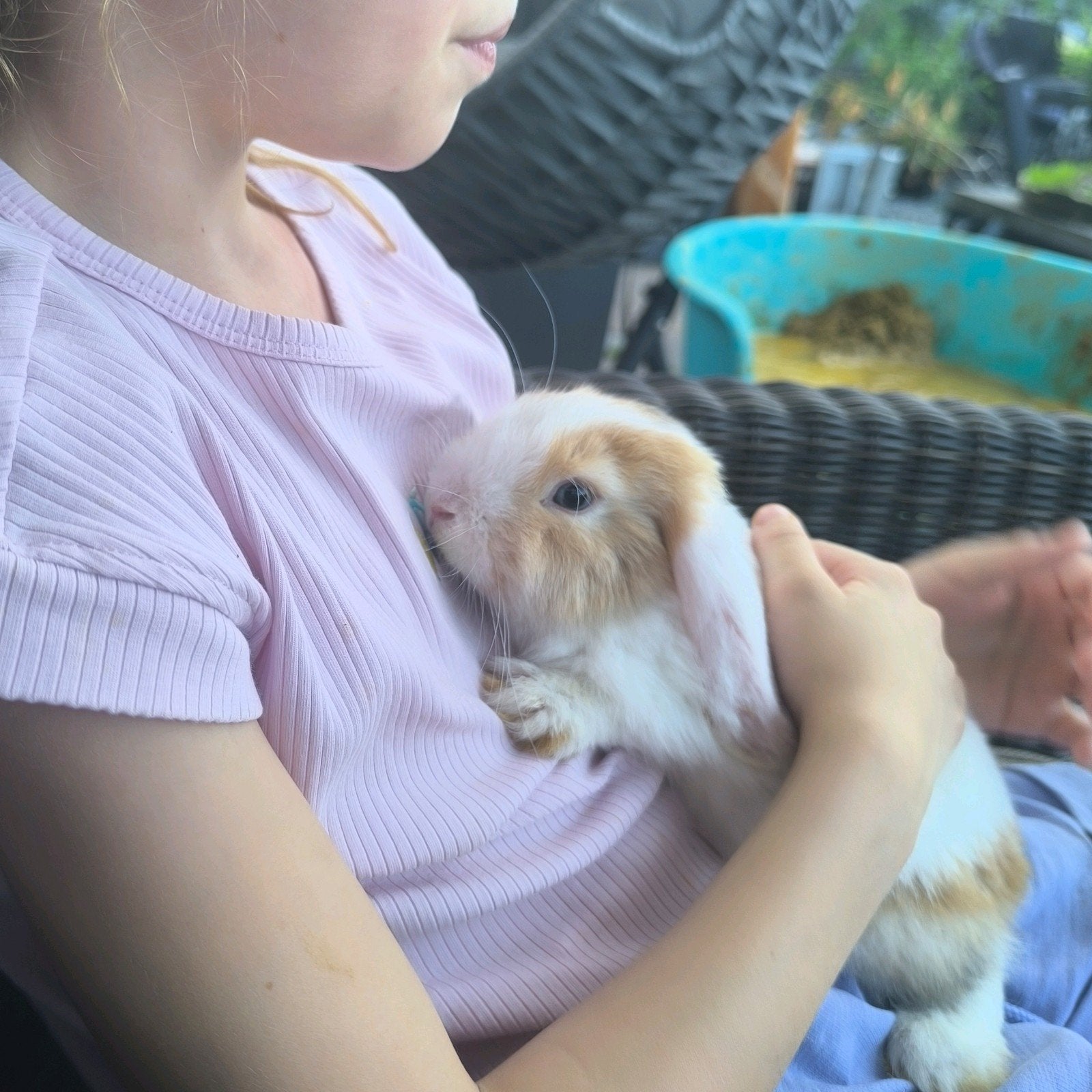 Minilop konijnen Nederlandse dwerghangoor konijntjes, Dieren en Toebehoren, Konijnen