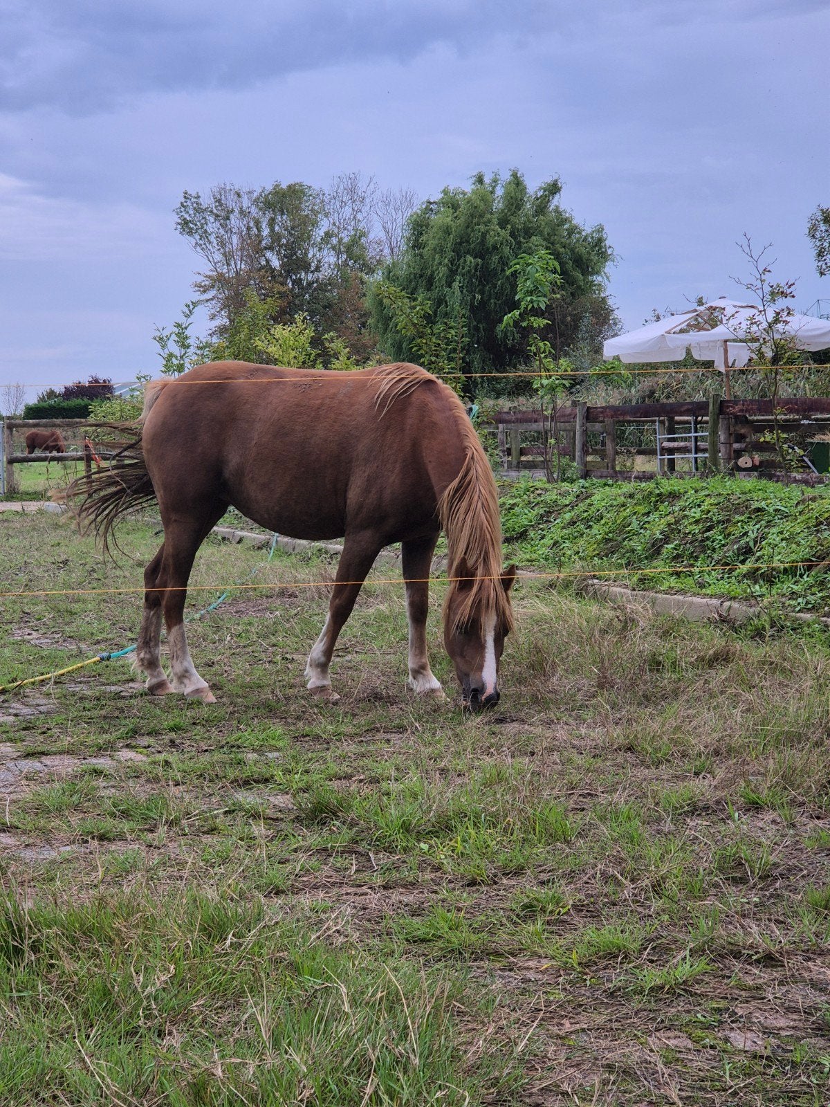 zeer brave welsh merrie 125hoog, Dieren en Toebehoren, Merrie, M, B pony (1.17m tot 1.27m), 3 tot 6 jaar