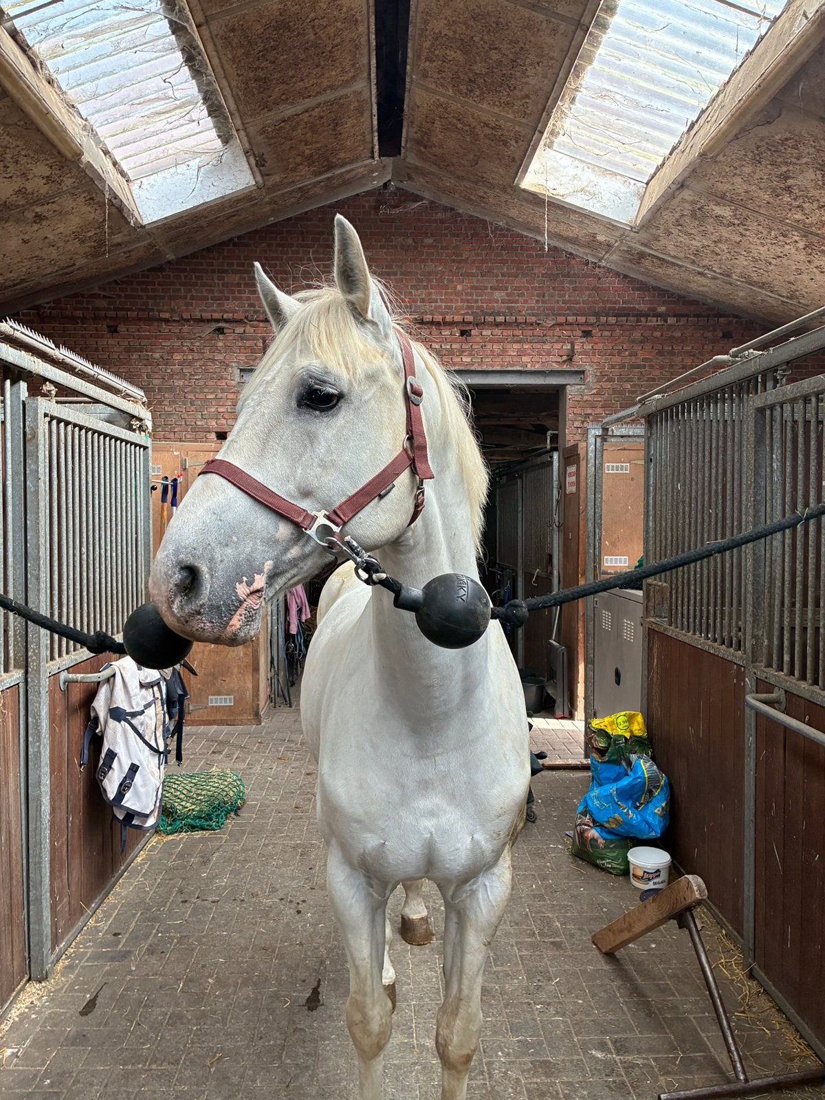 Mooie wit paard, Dieren en Toebehoren, Met stamboom, Springpaard, Ruin, Niet van toepassing