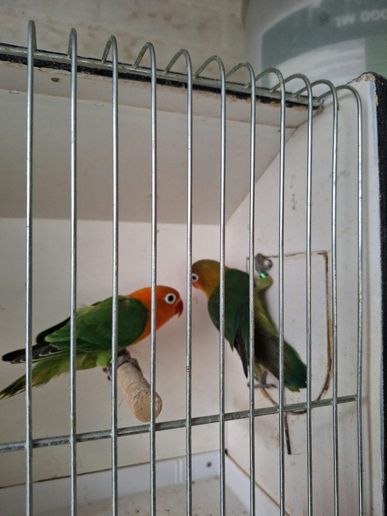 fischeri, Animaux & Accessoires, Bagué