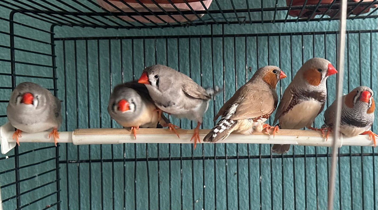 3 paar mandarijndiamanten, Dieren en Toebehoren, Meerdere dieren