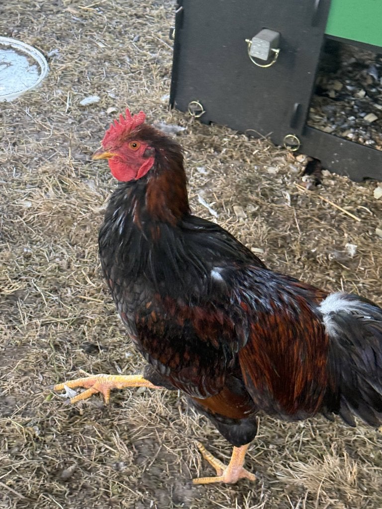 GRATIS: 2 jonge hanen zoeken een nieuwe thuis, Dieren en Toebehoren, Mannelijk, Kip
