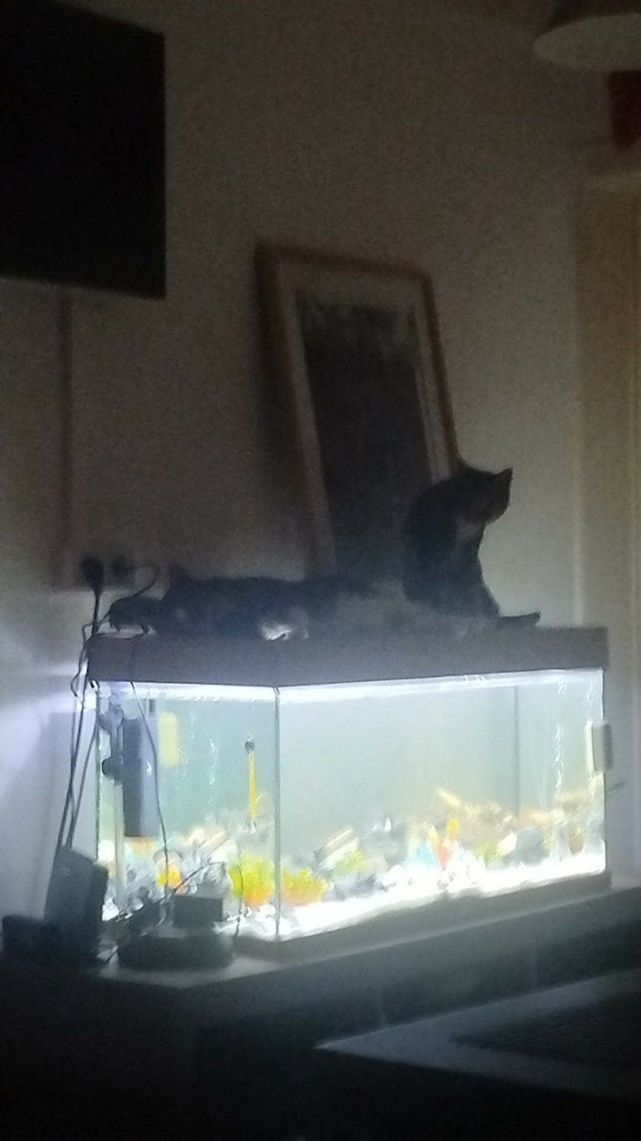 aquarium te koop, Dieren en Toebehoren, Ophalen, Gebruikt, Gevuld zoetwateraquarium, Juwel