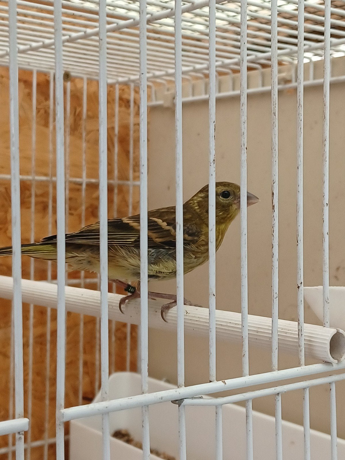 Kruising Kanarie-Baardsijs, Dieren en Toebehoren, Mannelijk, Zangkanarie