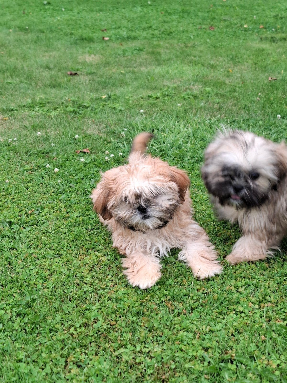 Shih tzu pups, Dieren en Toebehoren, België, Overige rassen, CDV (hondenziekte), 8 tot 15 weken
