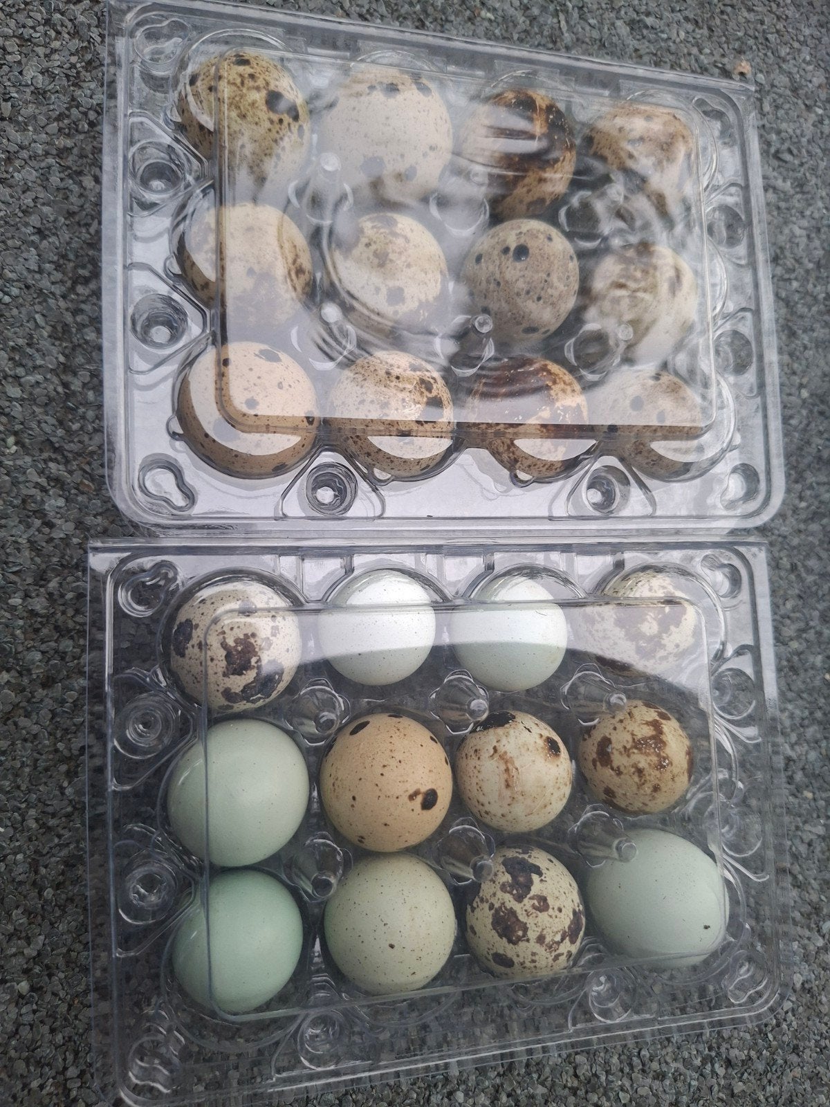 oeufs de cailles pour la consommation
