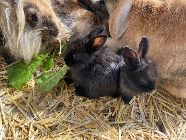 Dwergkonijntjes te koop te Olen, Meerdere dieren, Dwerg, 0 tot 2 jaar