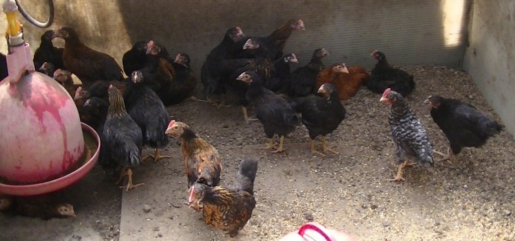 Haantjes van Brahma en andere rassen, Mâle, Poule ou poulet