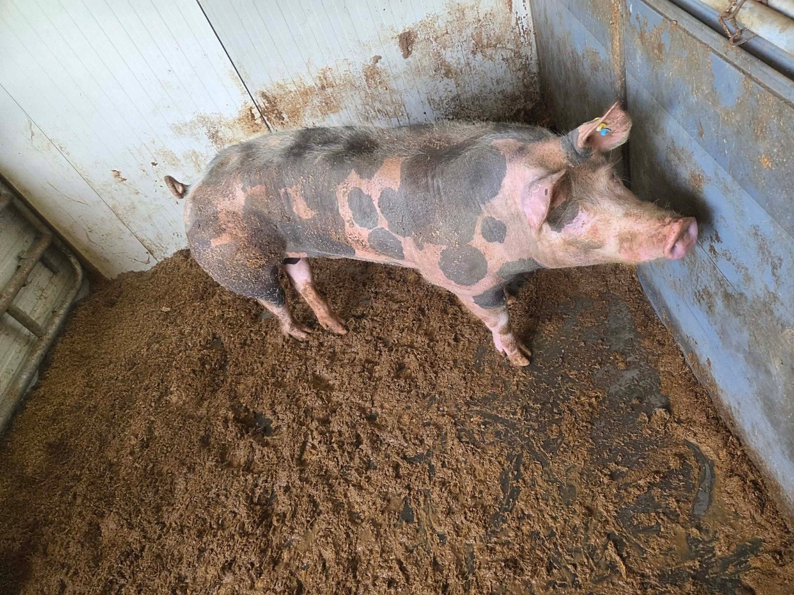 3 zeugen 1 beer 15 biggen tussen de 50 en 80 kg, Animaux & Accessoires, Moutons, Chèvres & Cochons