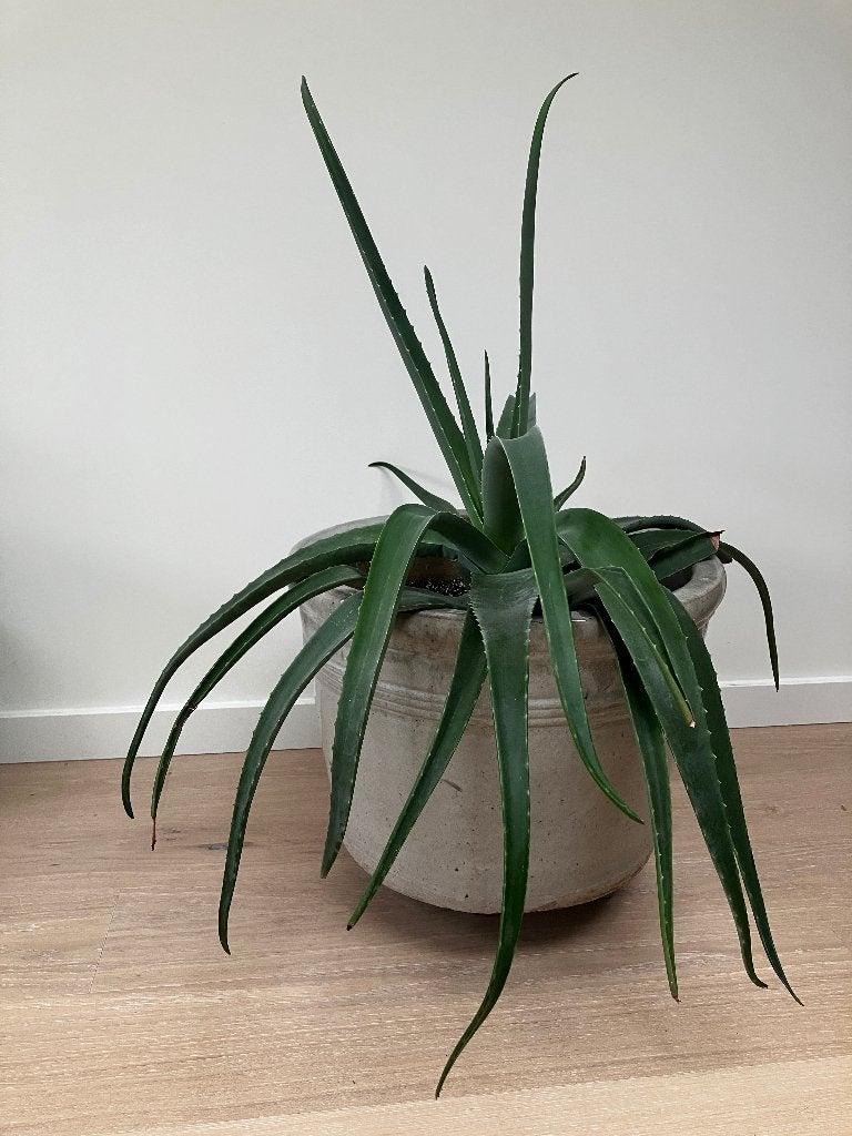 Aloe Vera XXL avec un beau pot en céramique de luxe lourd, Maison & Meubles, Plante succulente, En pot, Plein soleil, Moins de 100 cm