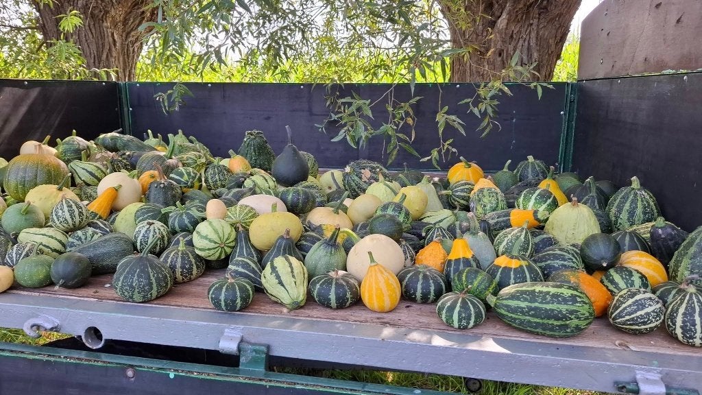 Sierpompoenen-sierfruit, Tuin en Terras, Bloembollen en Zaden, Ophalen