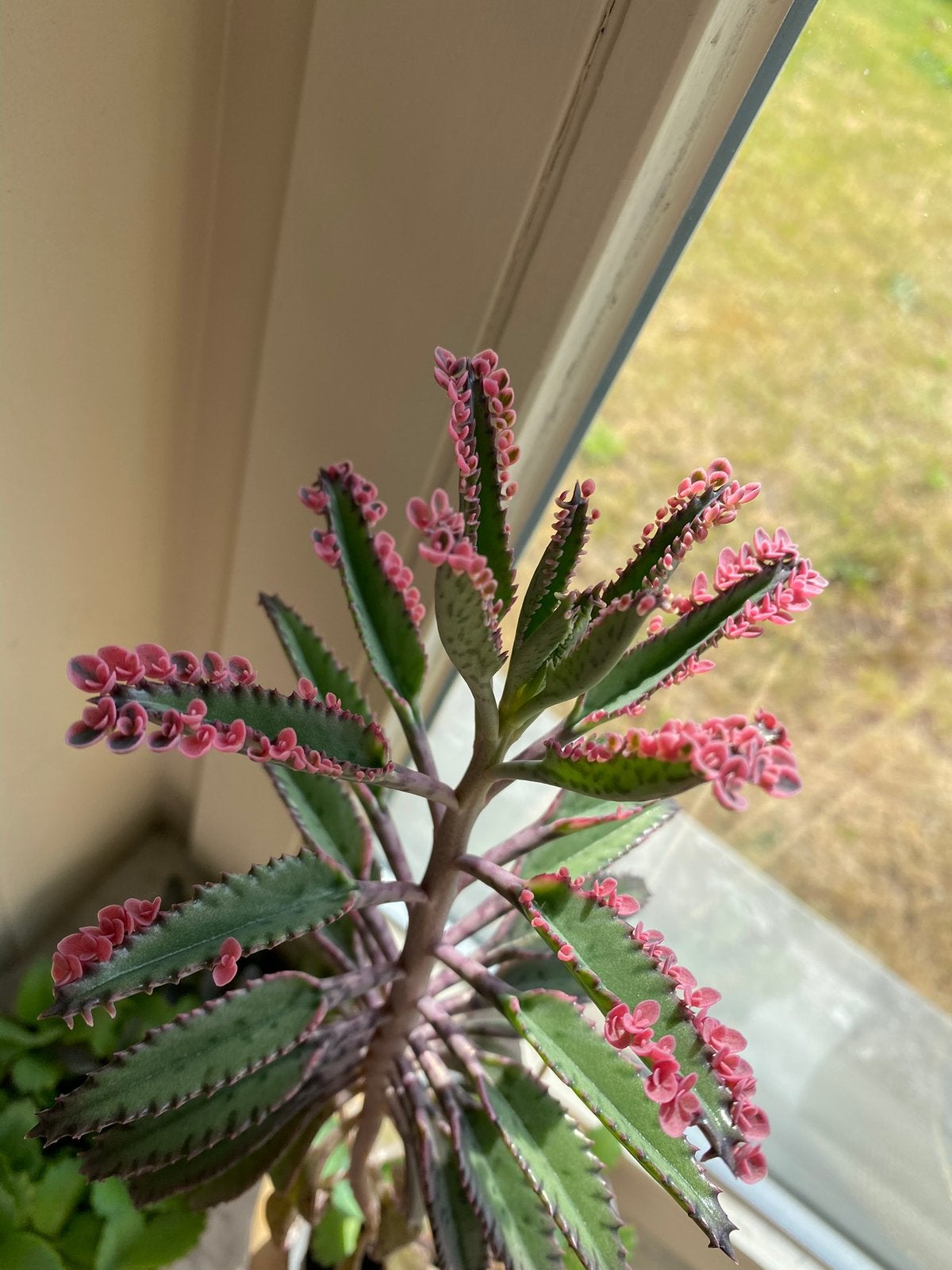 Kalanchoe pink butterfly, Ophalen of Verzenden