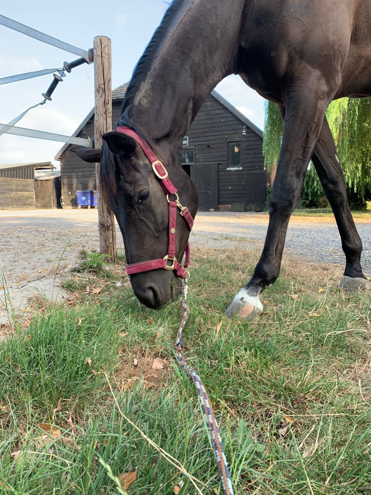 Belle jument de dressage noire 173 cm 04-2022, Cheval de dressage, Avec pedigree, Débourré, 170 à 175 cm