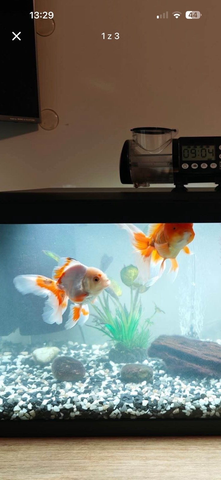 Twee goudvissen, Dieren en Toebehoren, Vissen | Aquariumvissen