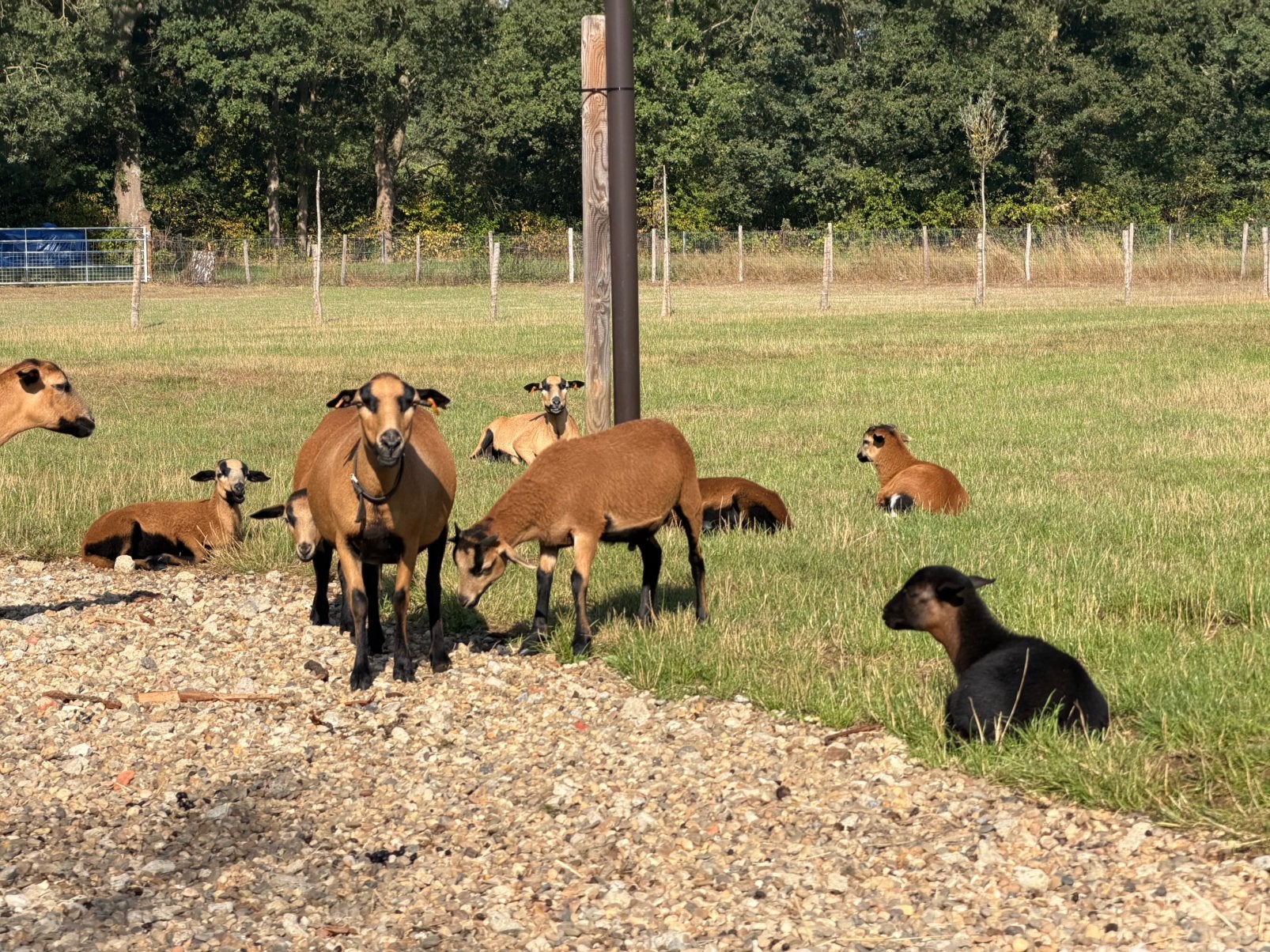 Kameroen Schapen, Dieren en Toebehoren, Schapen, Geiten en Varkens, Meerdere dieren, Schaap, 0 tot 2 jaar
