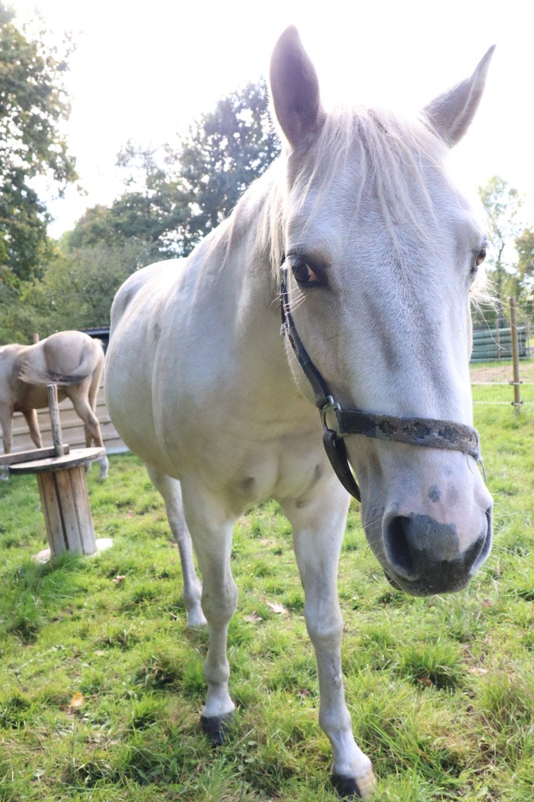 Prachtig pony’s zoeken nieuwe thuis, Animaux & Accessoires, Jument, Débourré