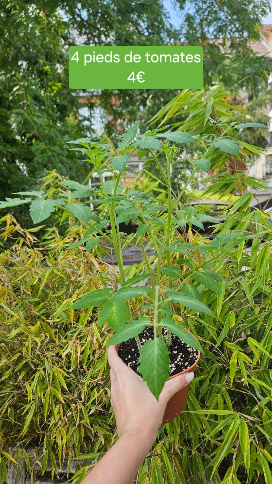 4 tomatenplanten, Ophalen