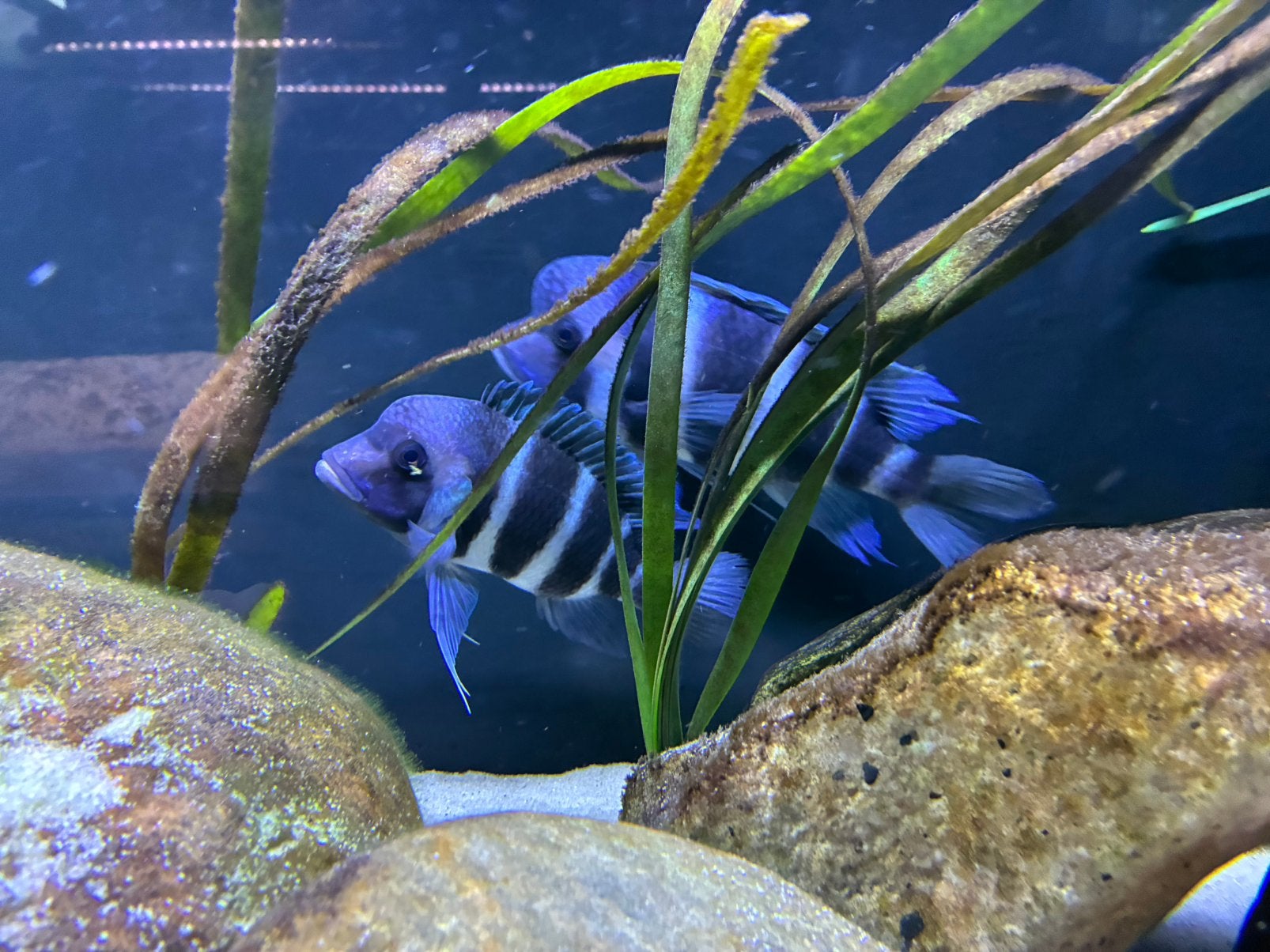 Frontosa blue Mpimbwe, Dieren en Toebehoren, Vis, Zoetwatervis, Schoolvis