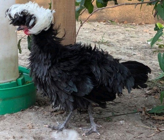 2 prachtige hollandse kuifhoen hanen, Dieren en Toebehoren, Pluimvee, Mannelijk, Kip
