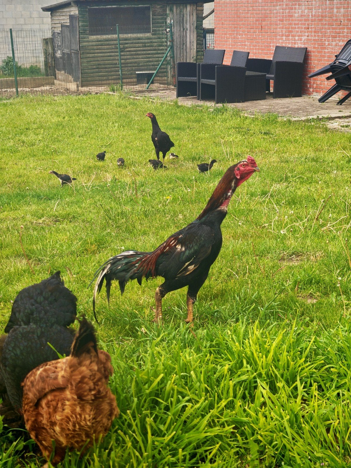 coq, Animaux & Accessoires