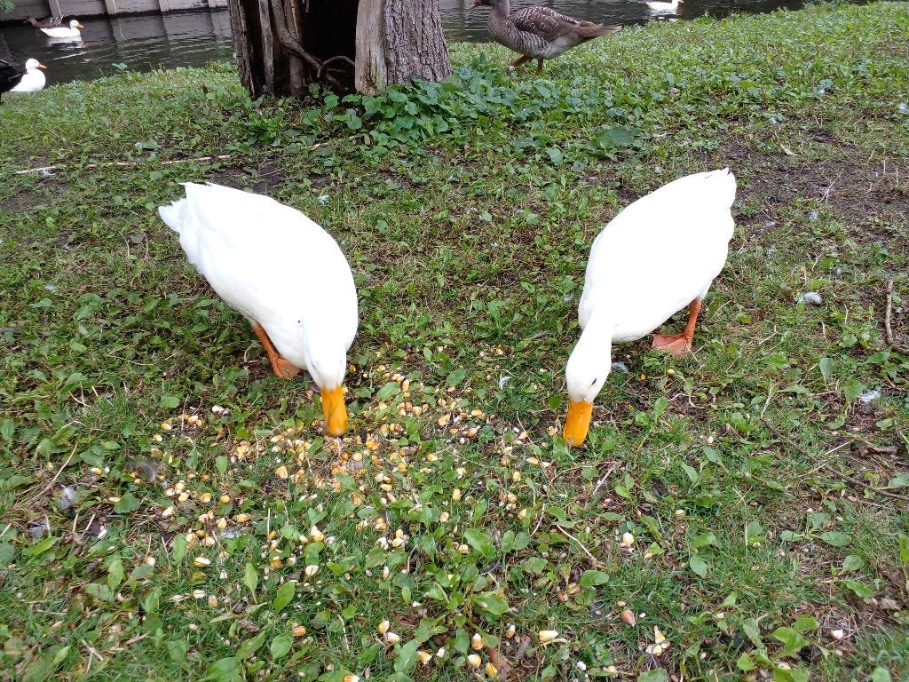 Jonge eenden, Plusieurs animaux, Canard