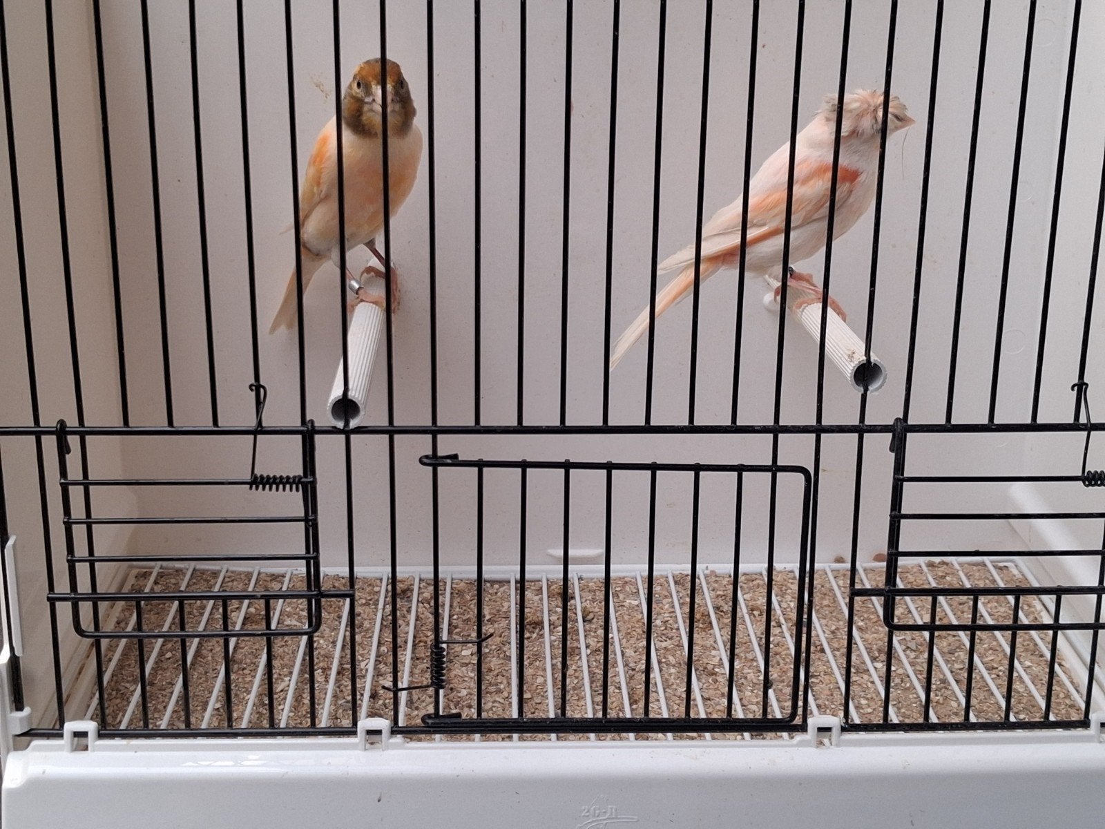 Kweekkoppel harlekijnkanaries, Dieren en Toebehoren