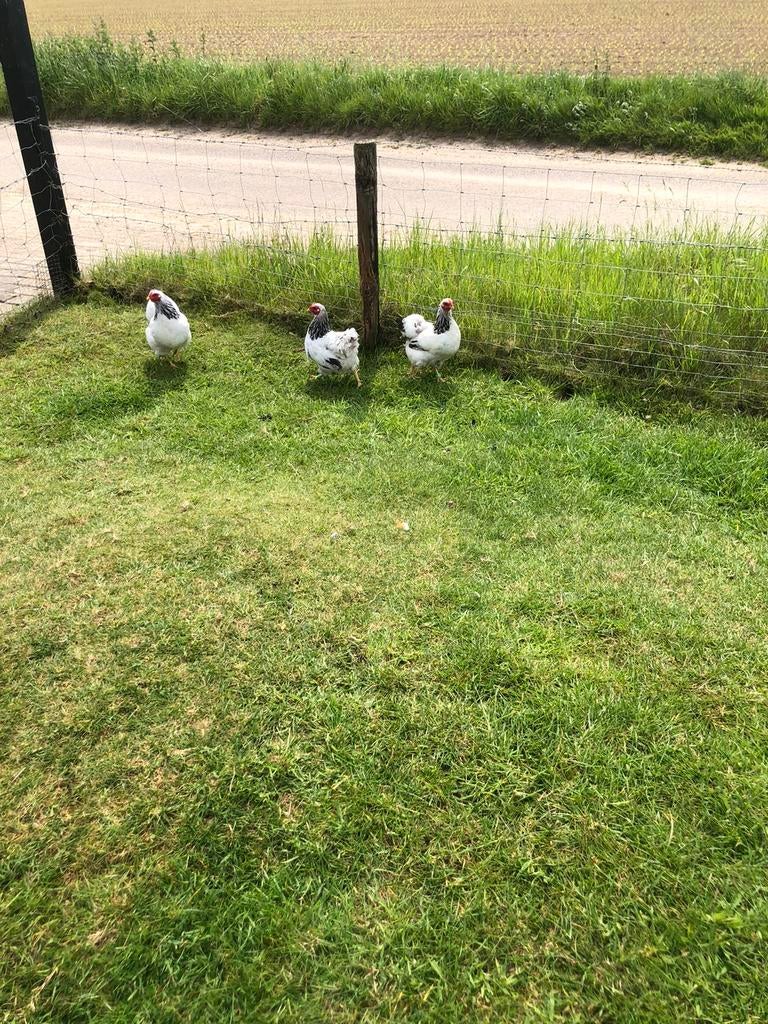 Wyandotte Columbia kriel hennen met haan., Dieren en Toebehoren, Pluimvee