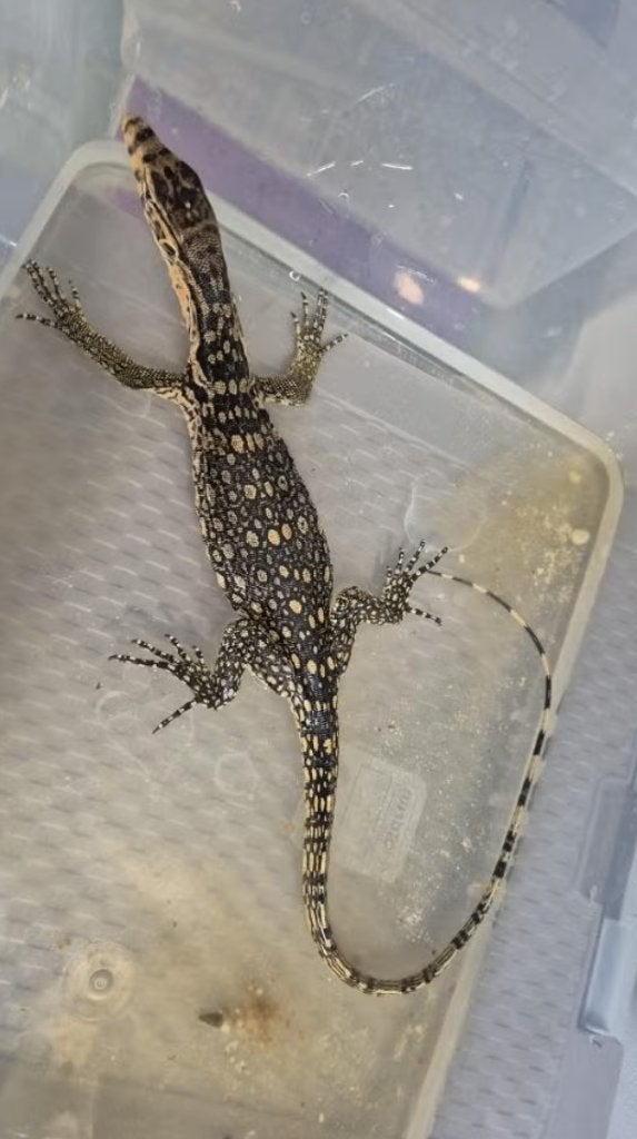 Varanus salvator SUMBAWA 2025, Dieren en Toebehoren, Schildpad, 0 tot 2 jaar