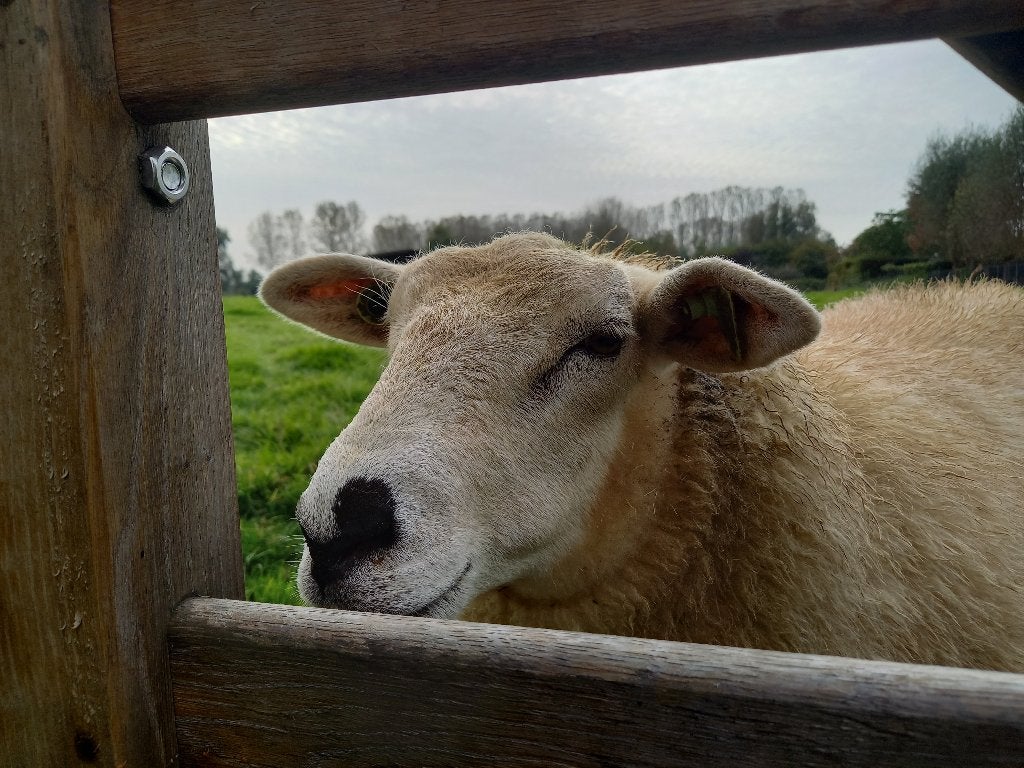 3 mooie lammetjes / schapen te koop, Dieren en Toebehoren, Vrouwelijk, Schaap