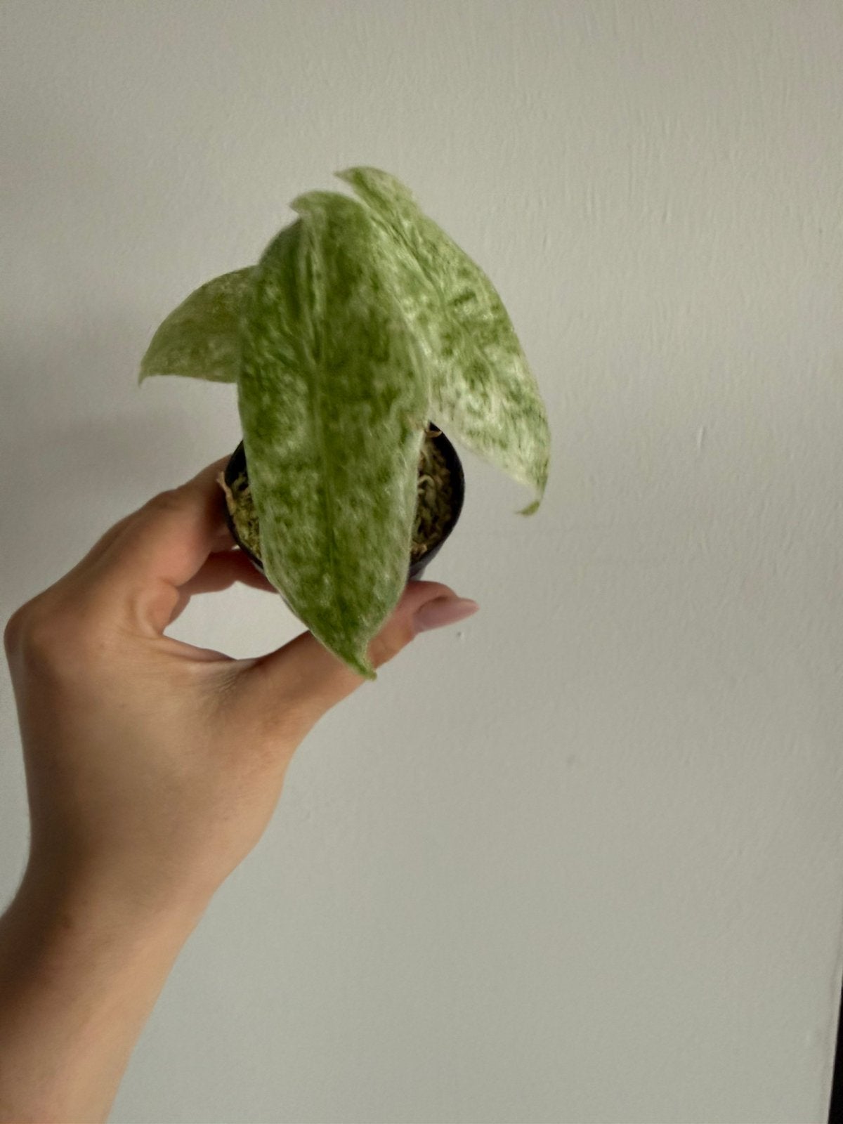 Alocasia Longiloba Mottled, Ophalen of Verzenden