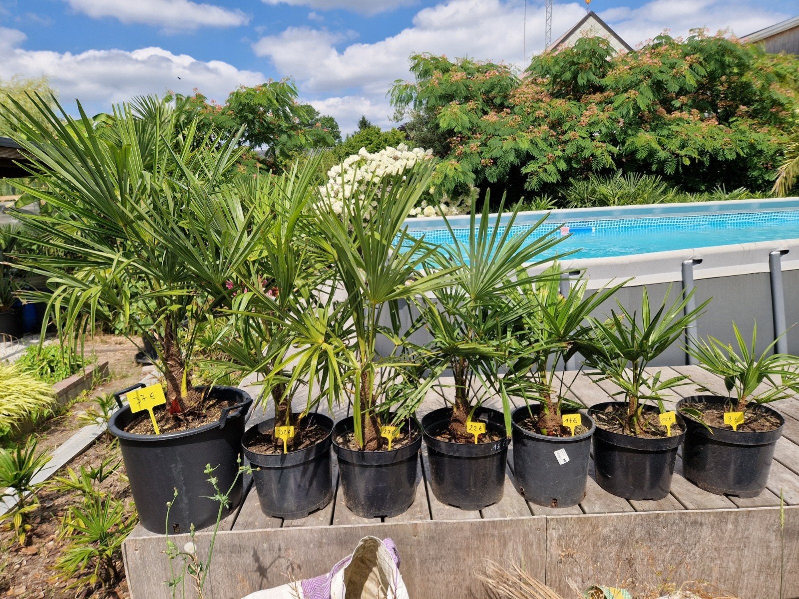 Trachycarpus wagnerianus x Fortunei, Tuin en Terras, Ophalen
