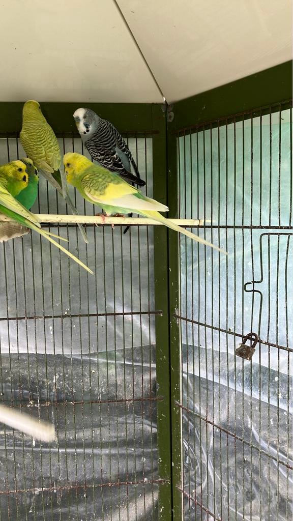 KWEEKRIJPE GRASPARKIETEN VANAF 20 EURO/KOPPEL, Dieren en Toebehoren, Vogels | Parkieten en Papegaaien, Meerdere dieren, Parkiet