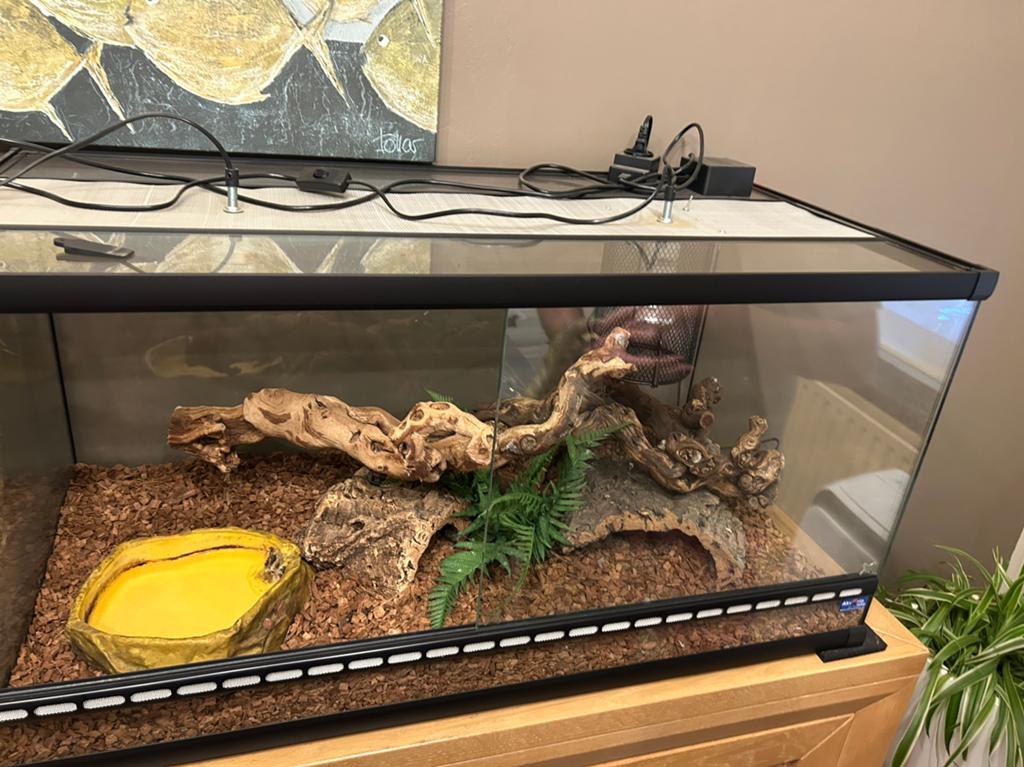 Ball python met terra, Dieren en Toebehoren, Ophalen, Zo goed als nieuw, Terrarium of Paludarium