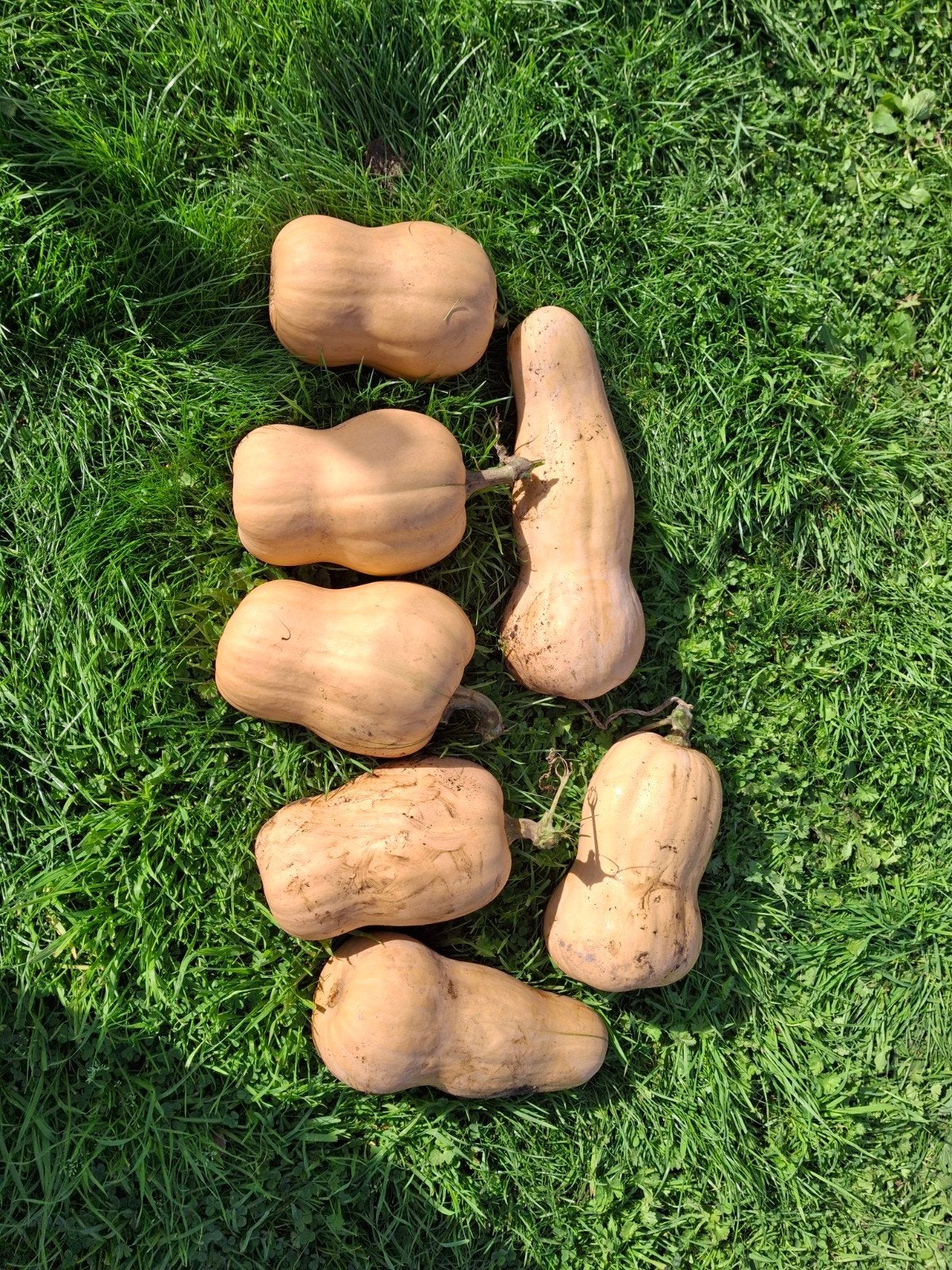 Grote mooie butternut pompoenen, Ophalen