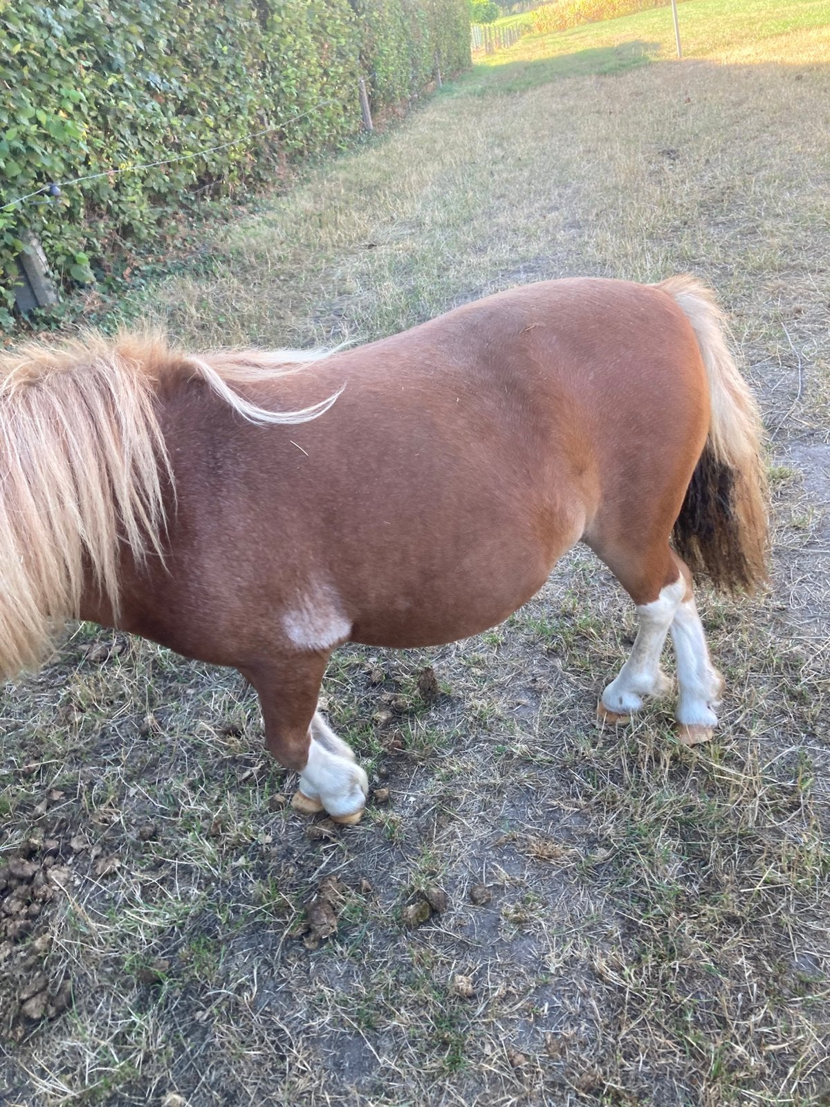 Schetlandpony, Étalon