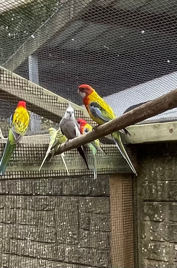 3 jonge pracht rosella’s, Dieren en Toebehoren, Geslacht onbekend, Parkiet, Geringd