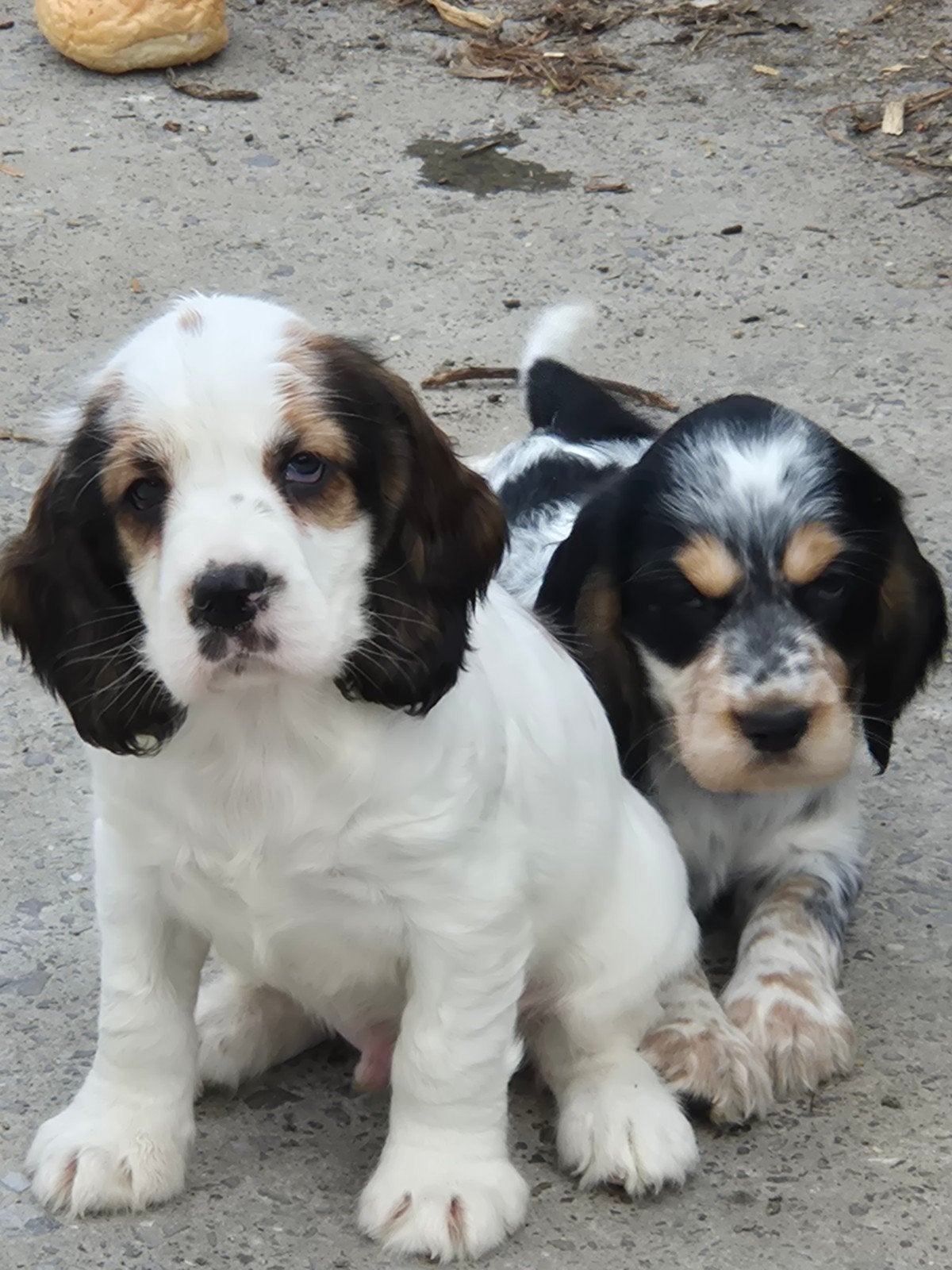 Engelse Cocker Spaniël pups, Plusieurs, Éleveur | Loisir, Hépatite contagieuse (maladie de Rubarth), Belgique