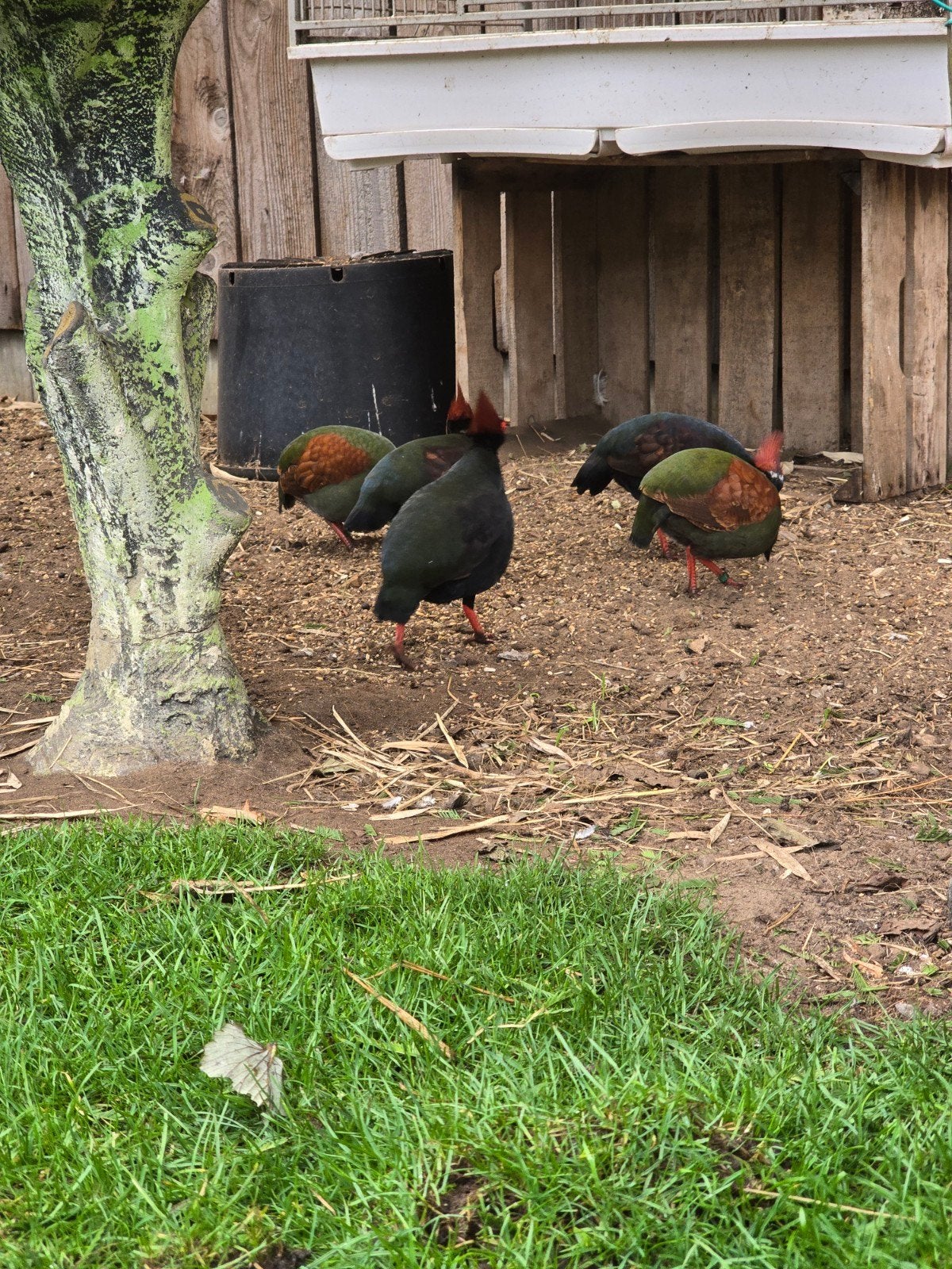 roul rouls, Dieren en Toebehoren