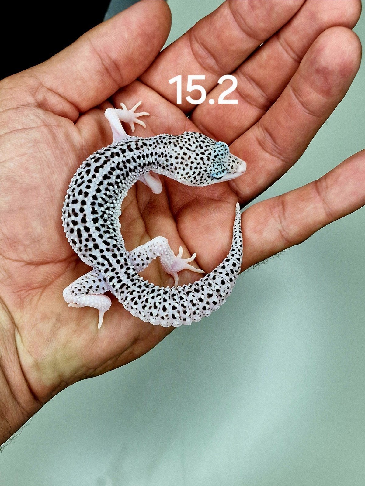 totale eclips, Animaux & Accessoires, Autres espèces, Domestique, 0 à 2 ans